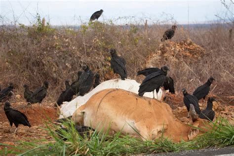 How To Dispose Of Dead Animals On The Farm